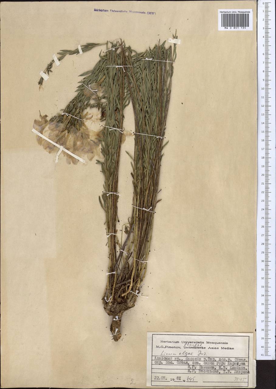 Linum olgae Juz., Middle Asia, Pamir & Pamiro-Alai (M2) (Kyrgyzstan)