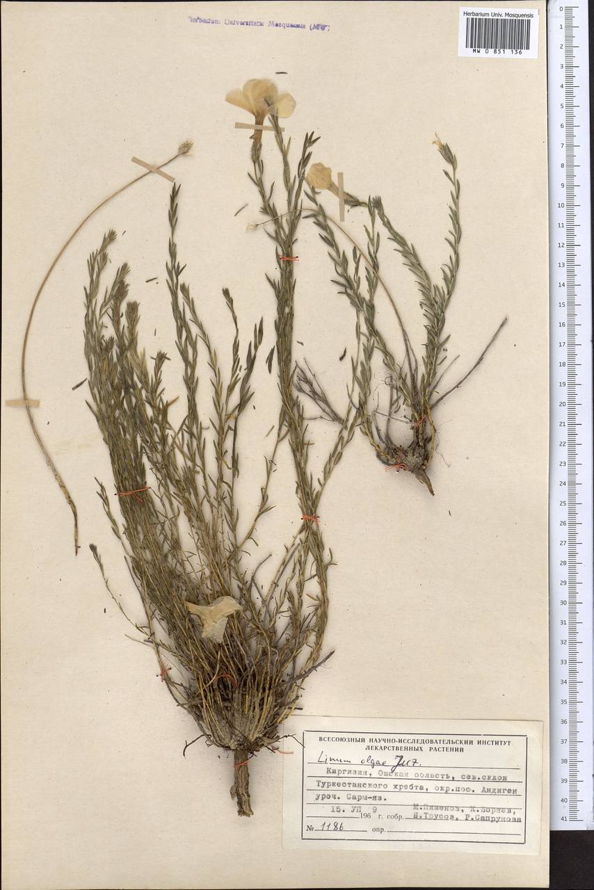Linum olgae Juz., Middle Asia, Pamir & Pamiro-Alai (M2) (Kyrgyzstan)