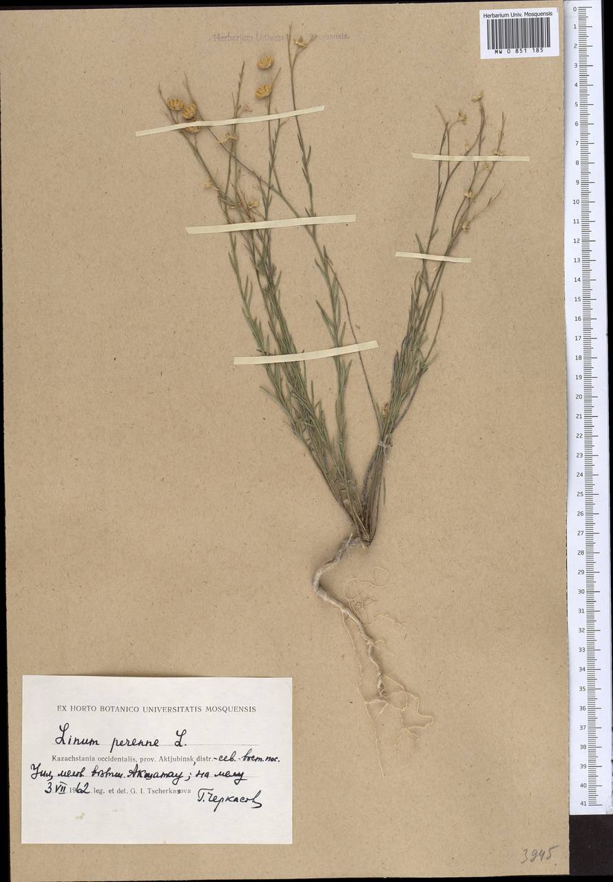 Linum perenne L., Middle Asia, Caspian Ustyurt & Northern Aralia (M8) (Kazakhstan)