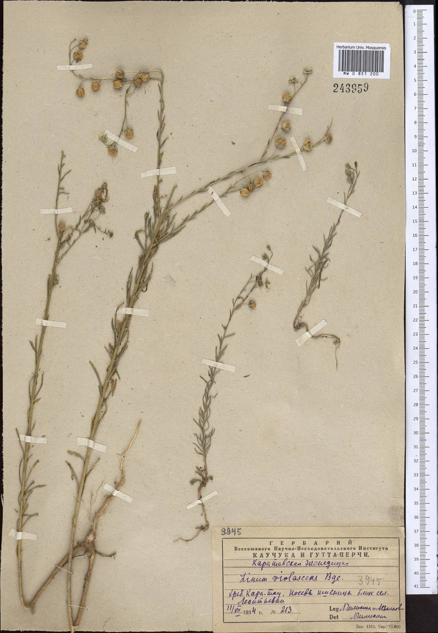 Linum violascens Bunge, Middle Asia, Western Tian Shan & Karatau (M3) (Kazakhstan)