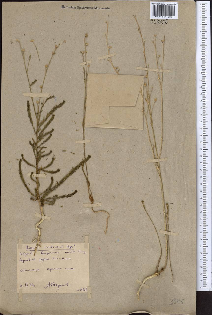 Linum violascens Bunge, Middle Asia, Northern & Central Kazakhstan (M10) (Kazakhstan)