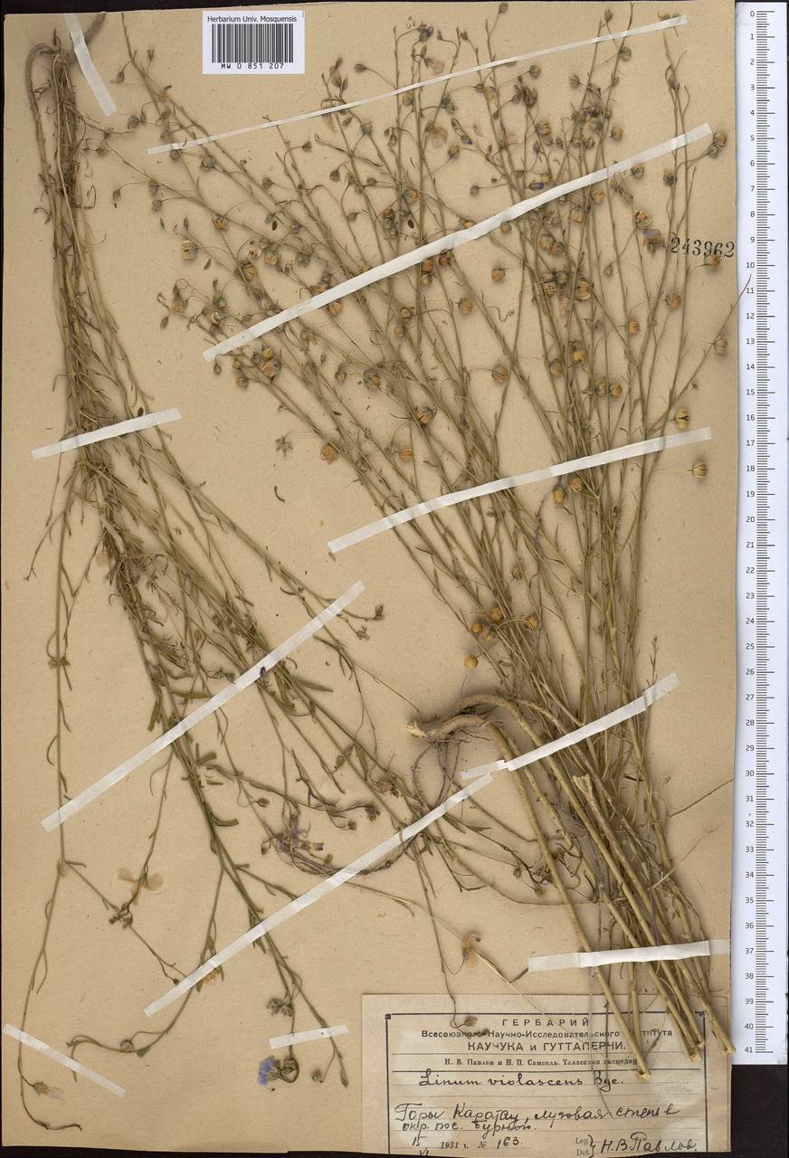 Linum violascens Bunge, Middle Asia, Western Tian Shan & Karatau (M3) (Kazakhstan)