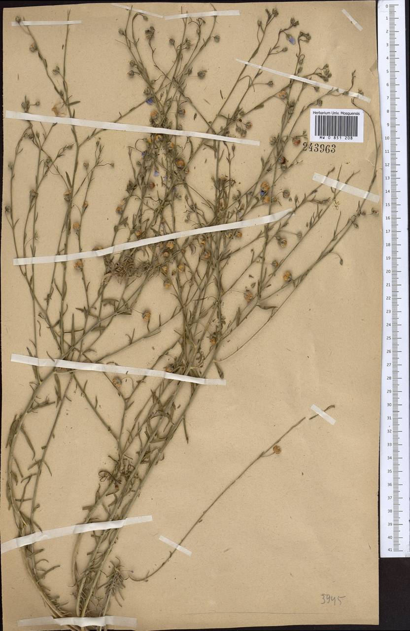 Linum violascens Bunge, Middle Asia, Western Tian Shan & Karatau (M3) (Not classified)