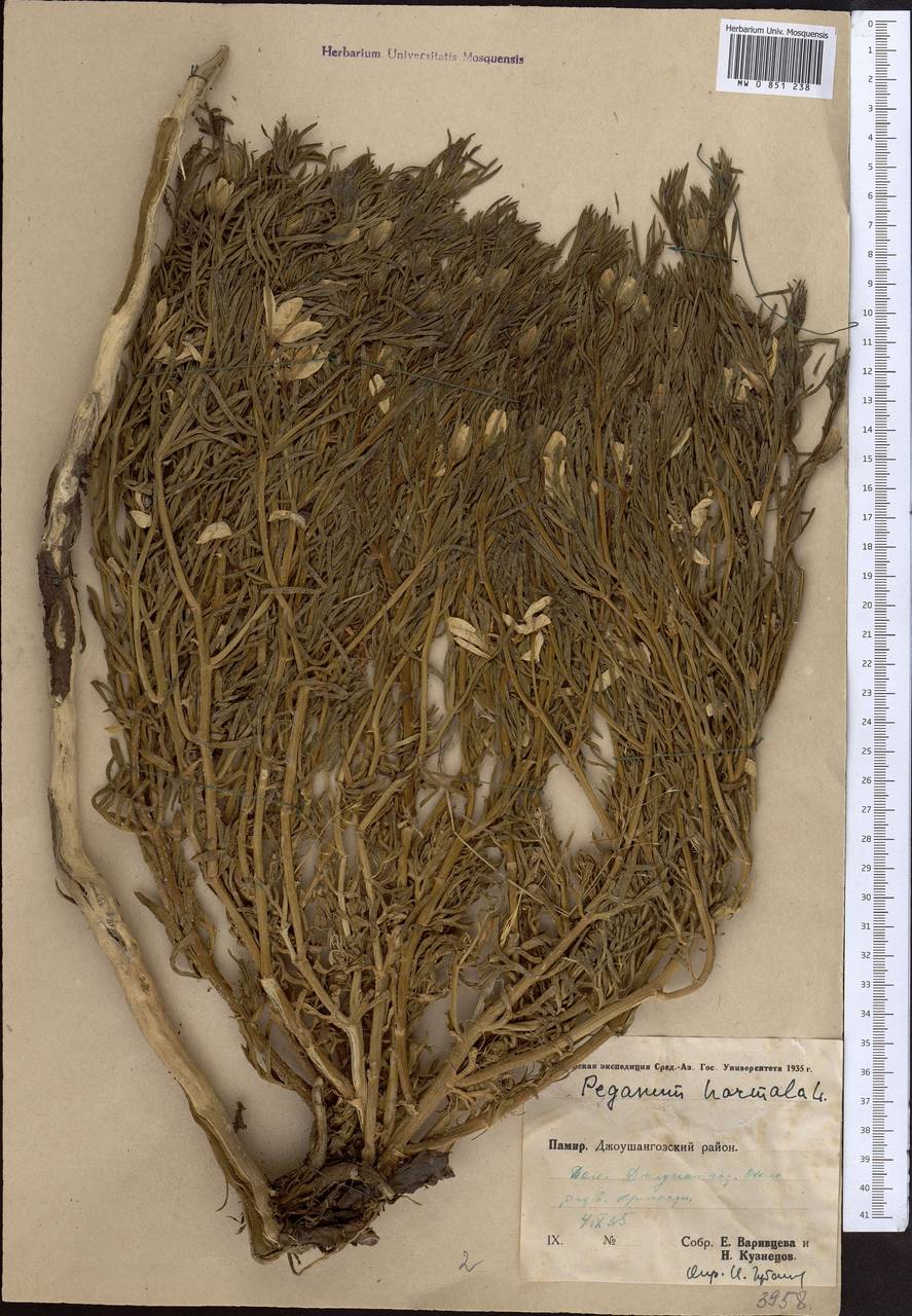 Peganum harmala L., Middle Asia, Pamir & Pamiro-Alai (M2) (Tajikistan)