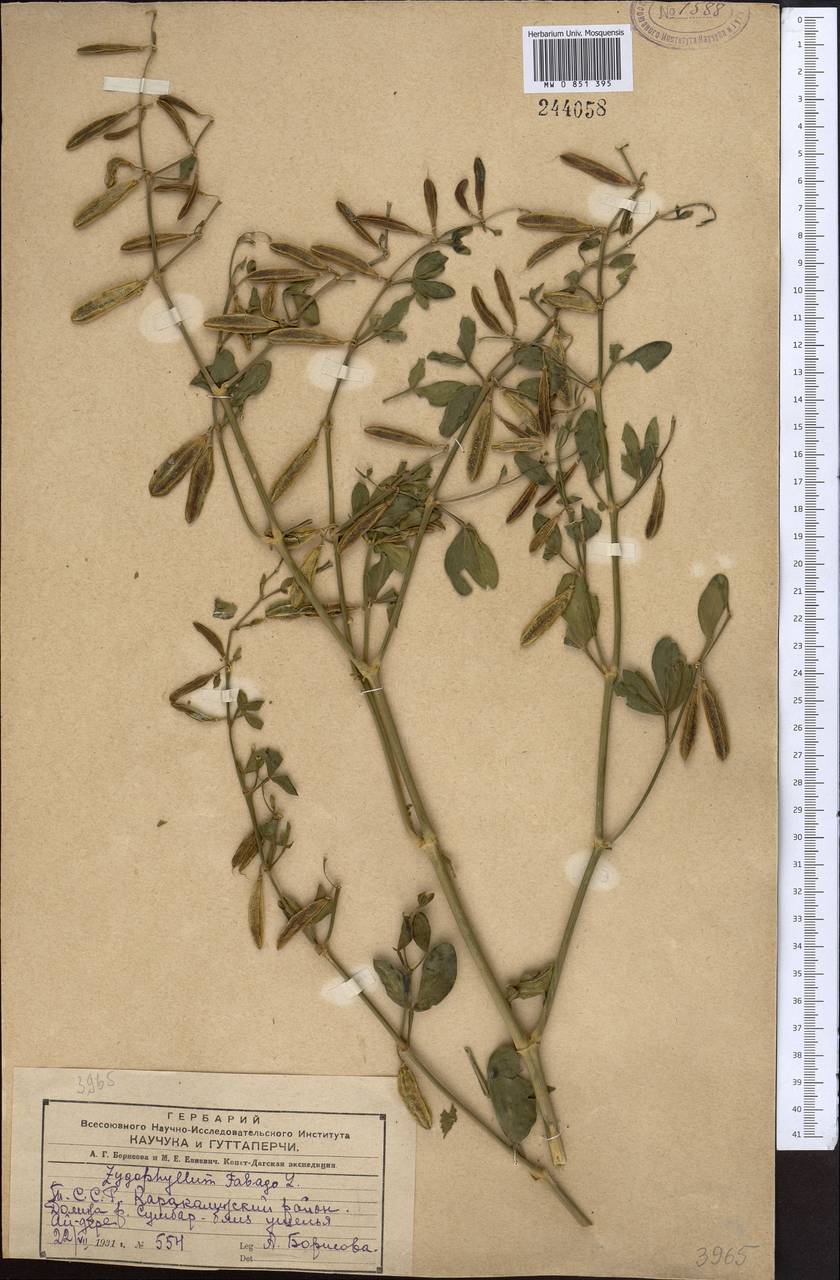 Zygophyllum fabago L., Middle Asia, Kopet Dag, Badkhyz, Small & Great Balkhan (M1) (Turkmenistan)
