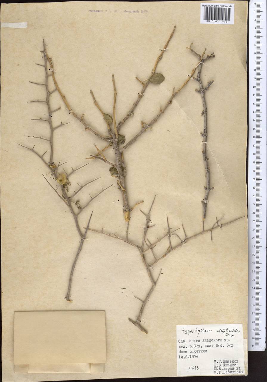 Zygophyllum xanthoxylum (Bunge) Maxim., Middle Asia, Western Tian Shan & Karatau (M3) (Kyrgyzstan)