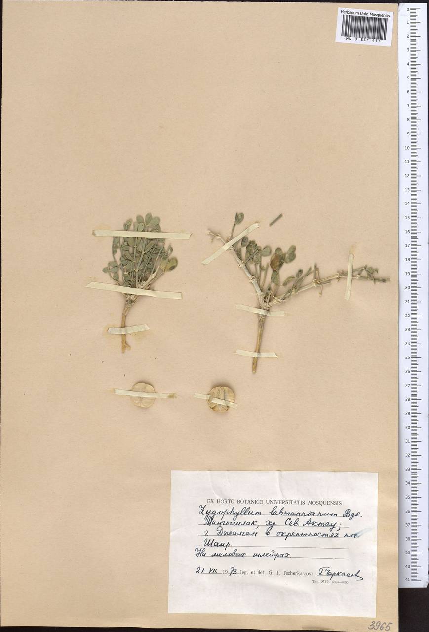 Zygophyllum lehmannianum Bunge, Middle Asia, Caspian Ustyurt & Northern Aralia (M8) (Kazakhstan)