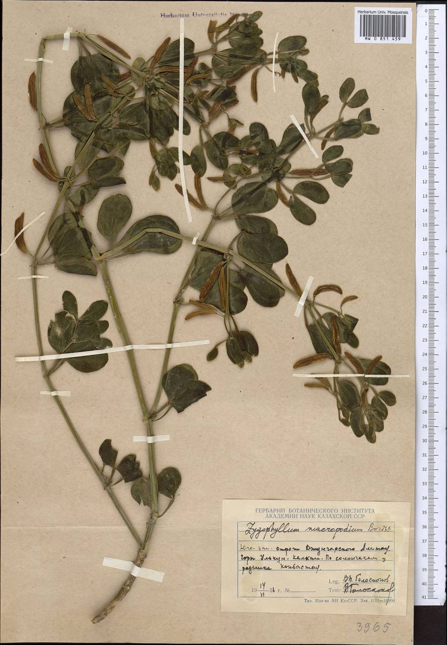 Zygophyllum macropodum Boriss., Middle Asia, Dzungarian Alatau & Tarbagatai (M5) (Kazakhstan)