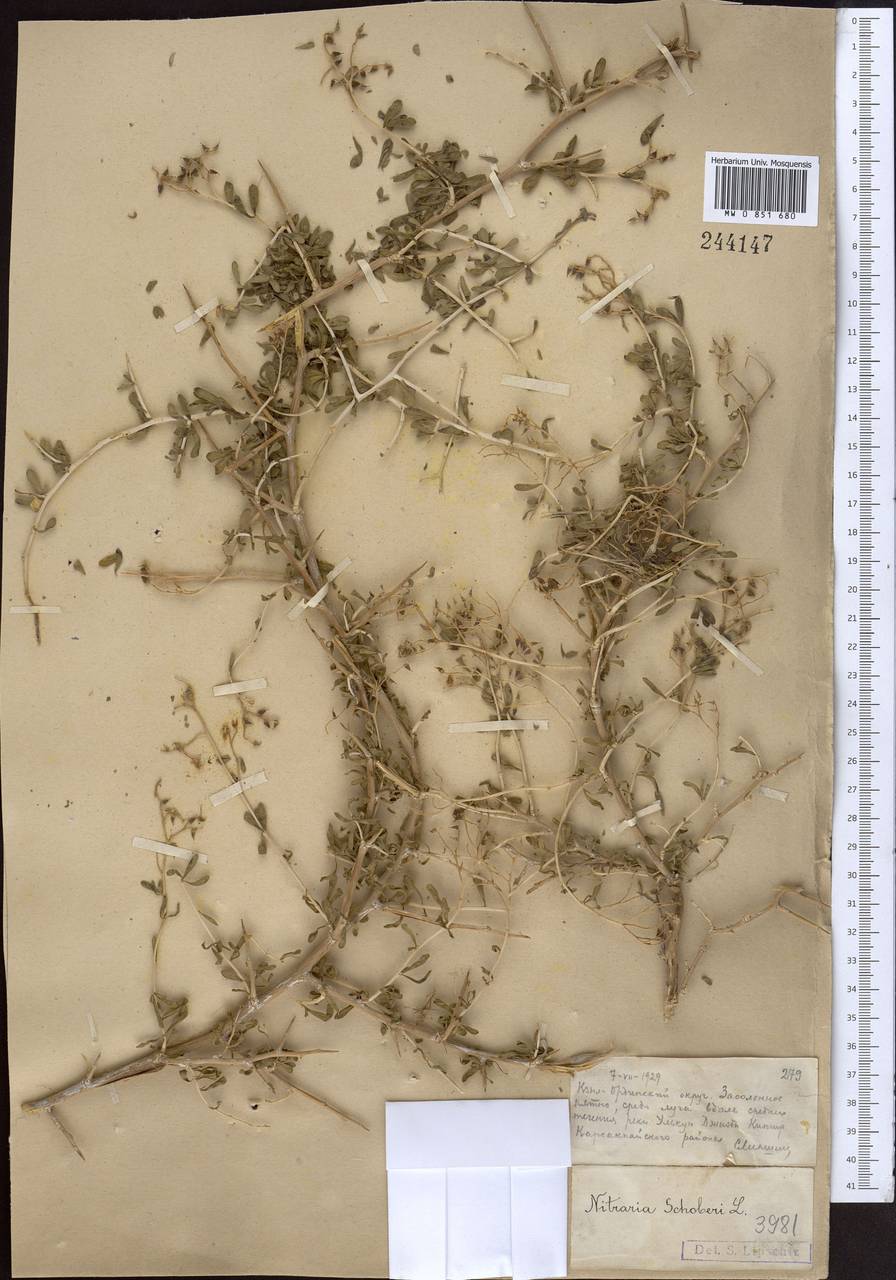 Nitraria schoberi L., Middle Asia, Muyunkumy, Balkhash & Betpak-Dala (M9) (Kazakhstan)