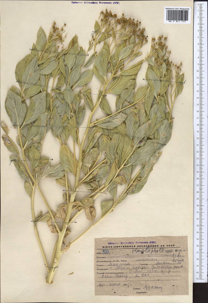 Haplophyllum acutifolium (DC.) G. Don, Middle Asia, Western Tian Shan & Karatau (M3) (Kyrgyzstan)