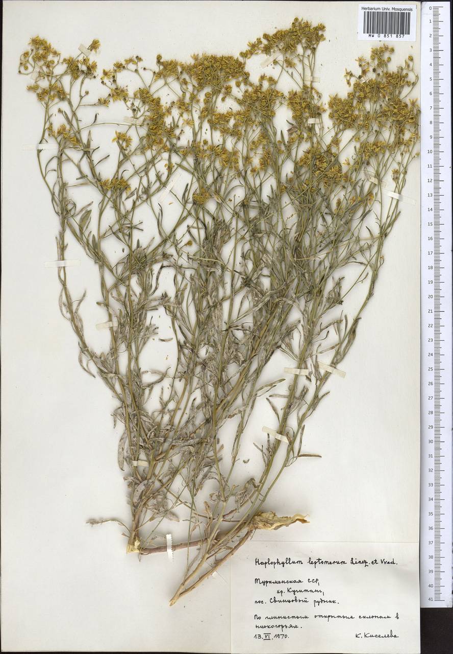 Haplophyllum griffithianum Boiss., Middle Asia, Pamir & Pamiro-Alai (M2) (Turkmenistan)