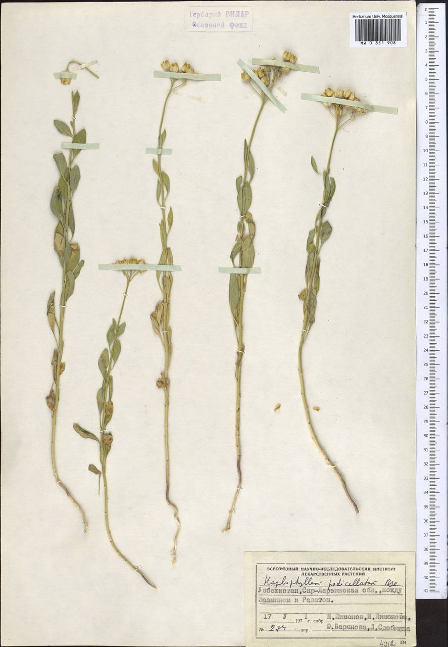 Haplophyllum pedicellatum Bunge ex Boiss., Middle Asia, Pamir & Pamiro-Alai (M2) (Uzbekistan)