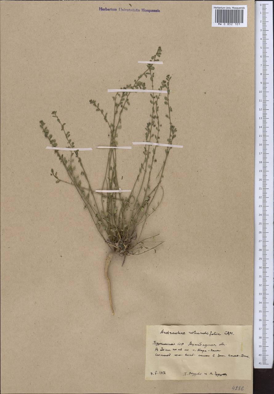 Andrachne telephioides var. rotundifolia (Eichw. ex C.A.Mey.) Müll.Arg., Middle Asia, Kopet Dag, Badkhyz, Small & Great Balkhan (M1) (Turkmenistan)