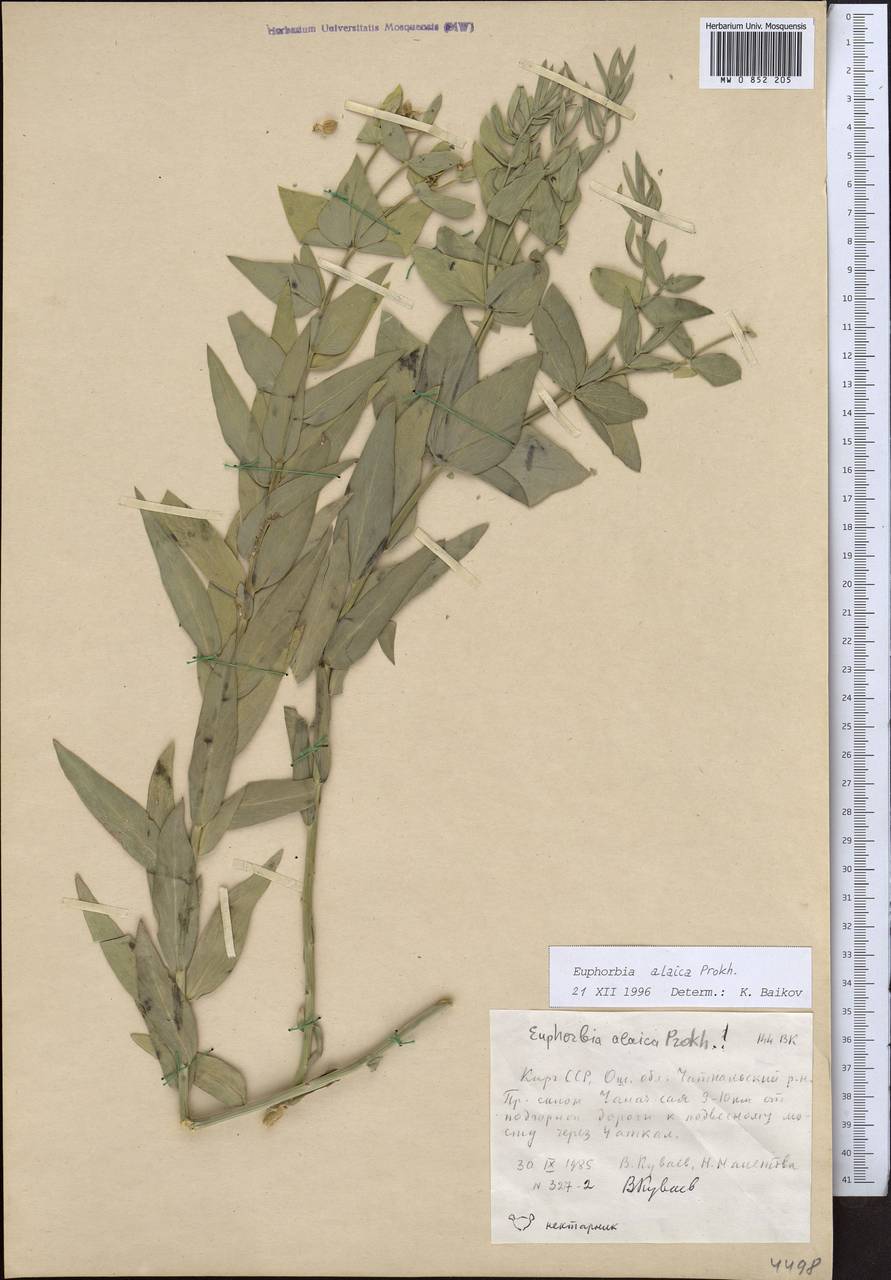 Euphorbia alaica (Prokh.) Prokh., Middle Asia, Western Tian Shan & Karatau (M3) (Kyrgyzstan)