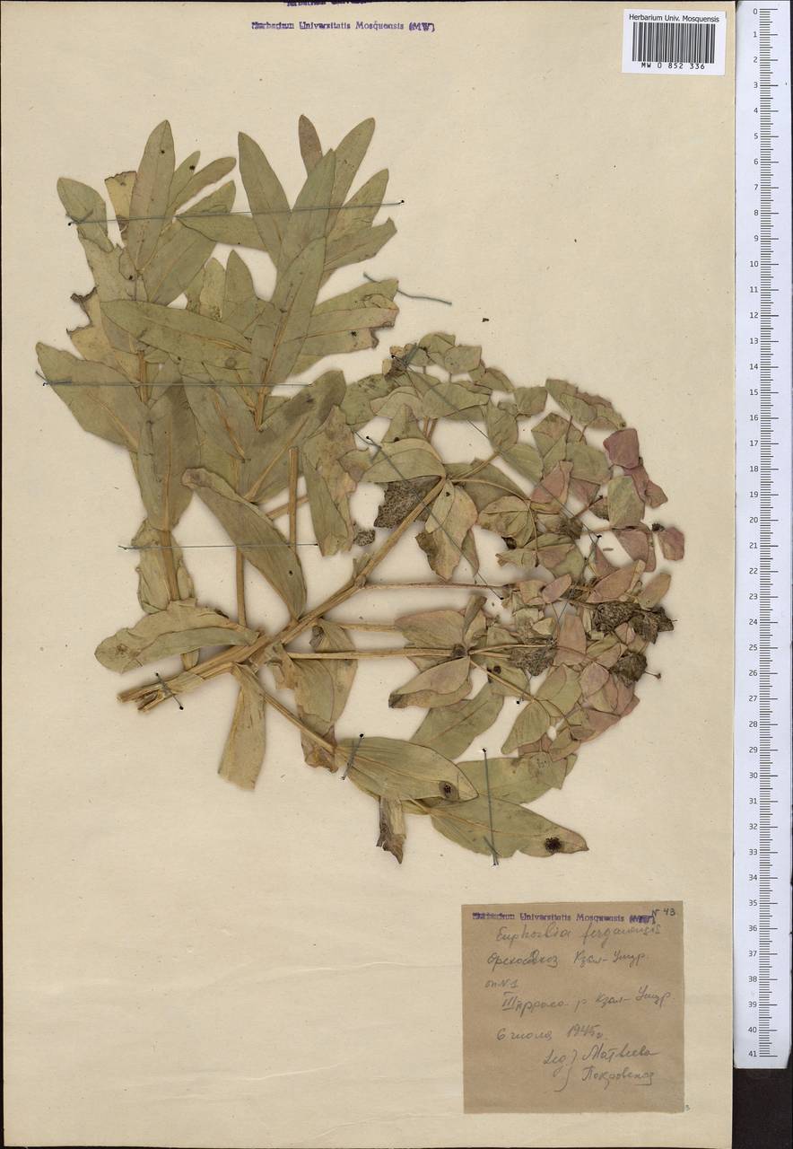 Euphorbia ferganensis B.Fedtsch., Middle Asia, Western Tian Shan & Karatau (M3) (Kyrgyzstan)