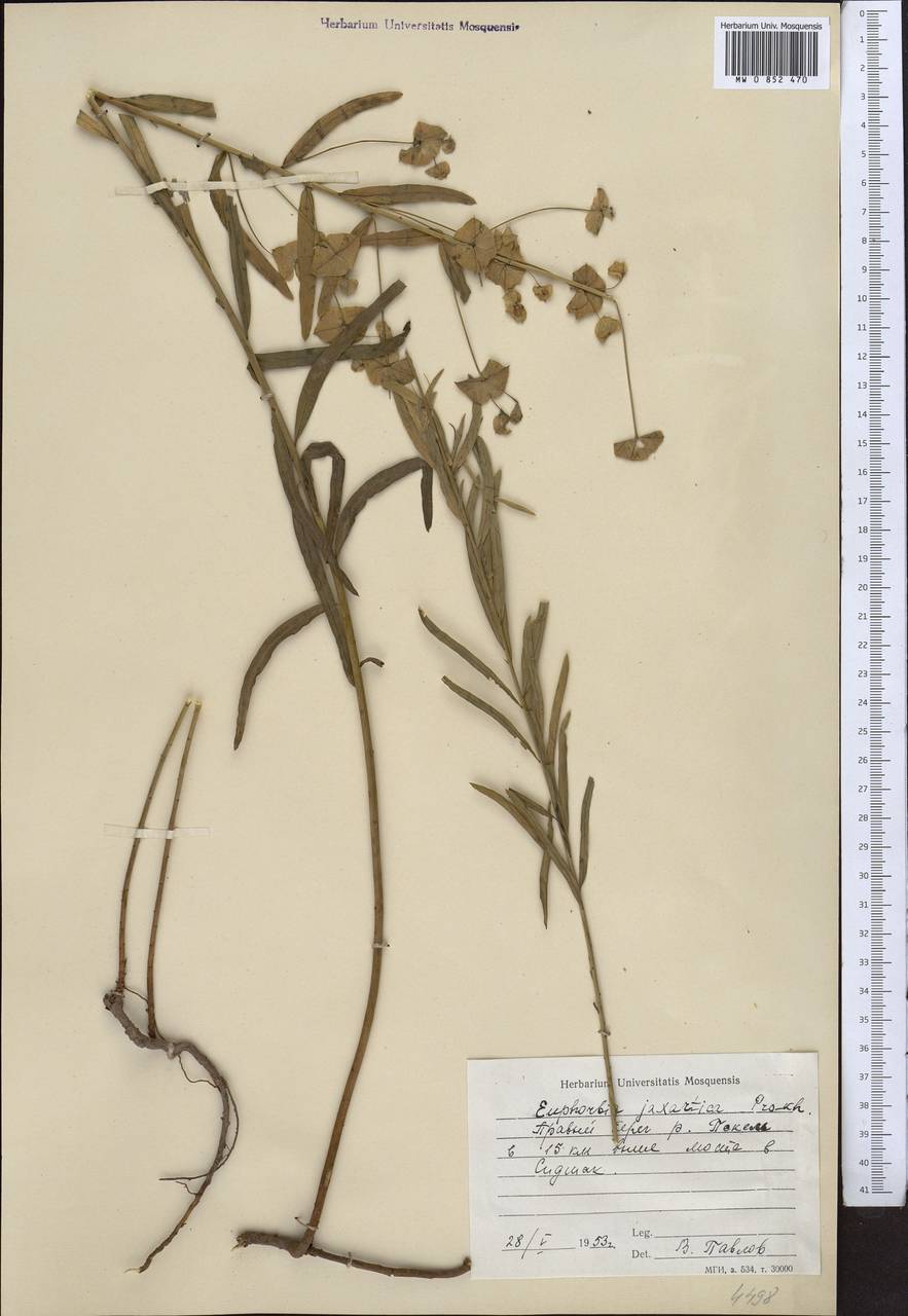 Euphorbia virgata Waldst. & Kit., Middle Asia, Western Tian Shan & Karatau (M3) (Uzbekistan)
