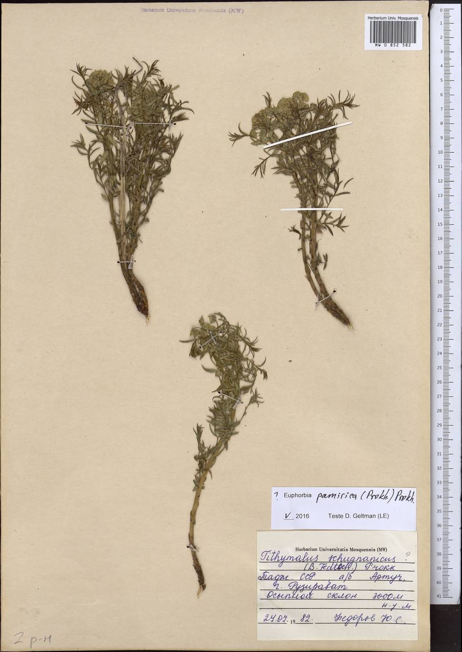 Euphorbia pamirica (Prokh.) Prokh., Middle Asia, Pamir & Pamiro-Alai (M2) (Tajikistan)