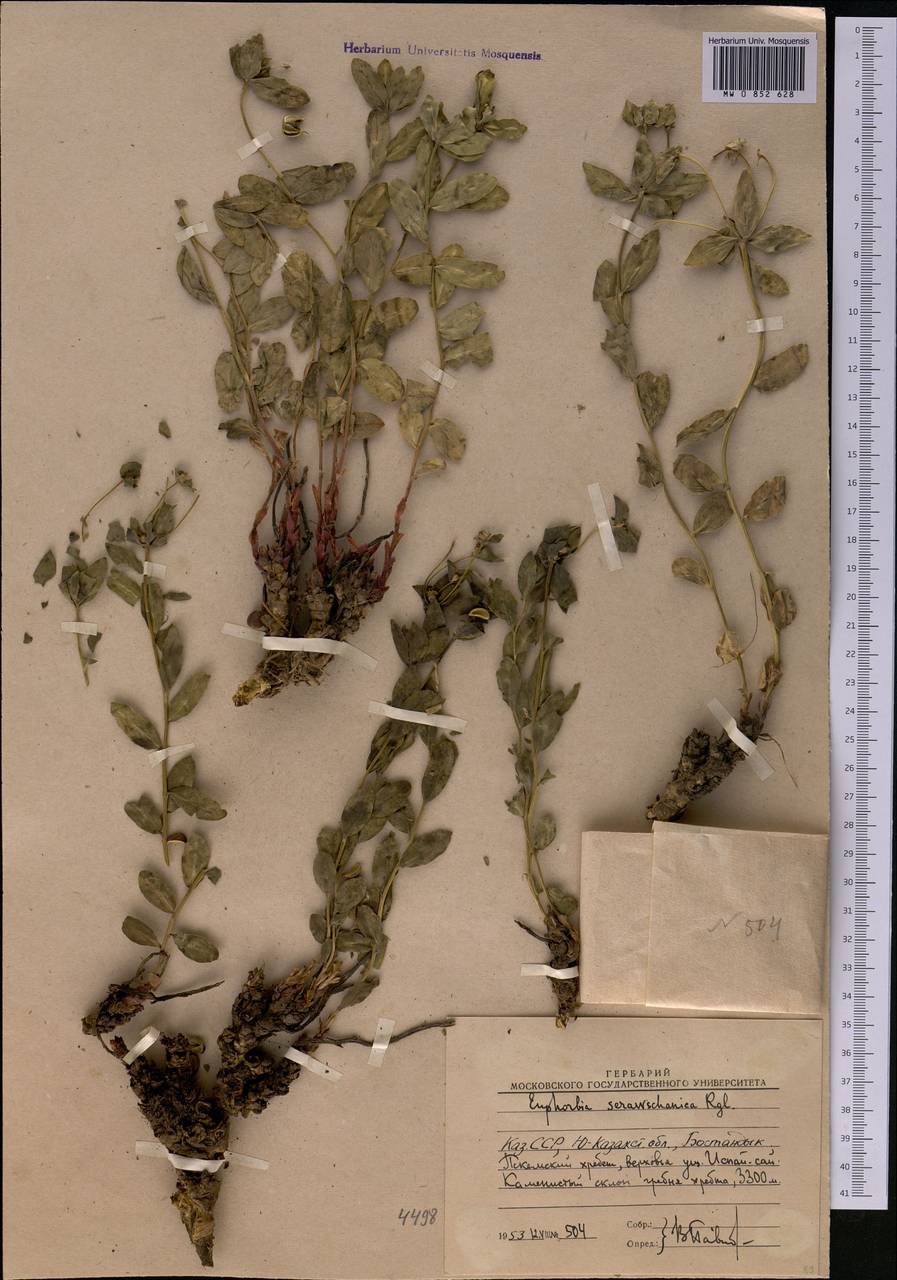 Euphorbia sarawschanica, Middle Asia, Western Tian Shan & Karatau (M3) (Uzbekistan)