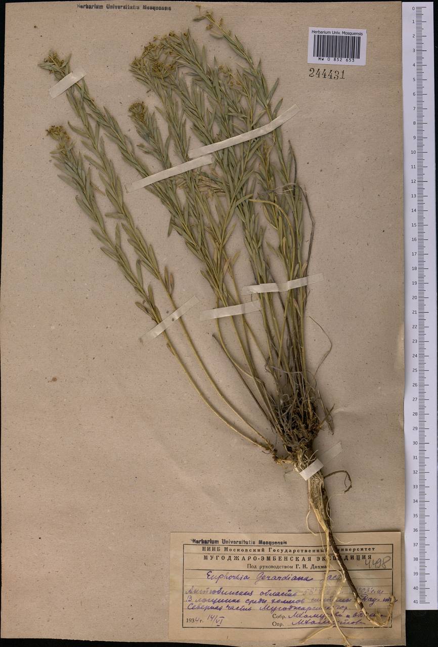 Euphorbia seguieriana Neck., Middle Asia, Caspian Ustyurt & Northern Aralia (M8) (Kazakhstan)