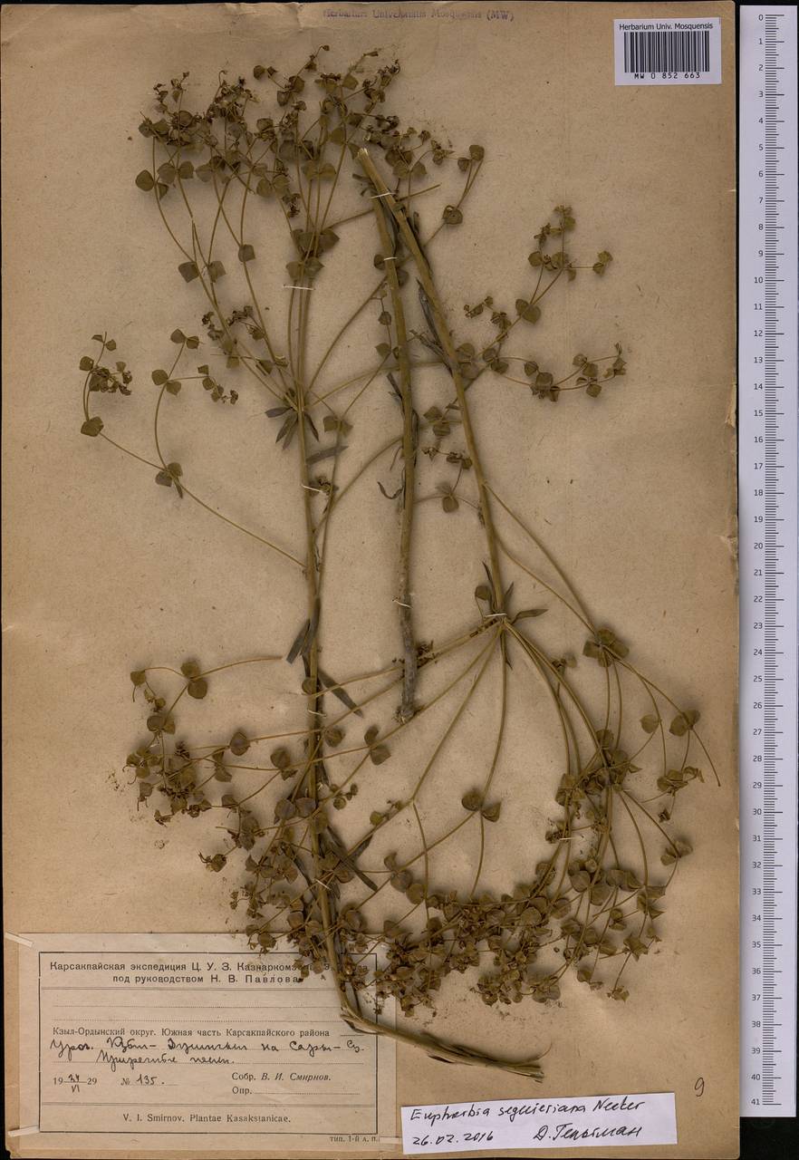 Euphorbia seguieriana Neck., Middle Asia, Muyunkumy, Balkhash & Betpak-Dala (M9) (Kazakhstan)