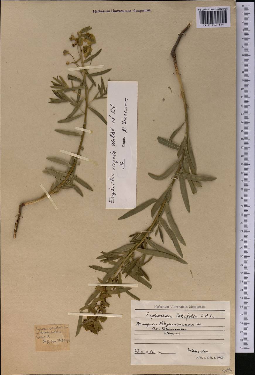 Euphorbia tommasiniana Bertol., Middle Asia, Caspian Ustyurt & Northern Aralia (M8) (Kazakhstan)
