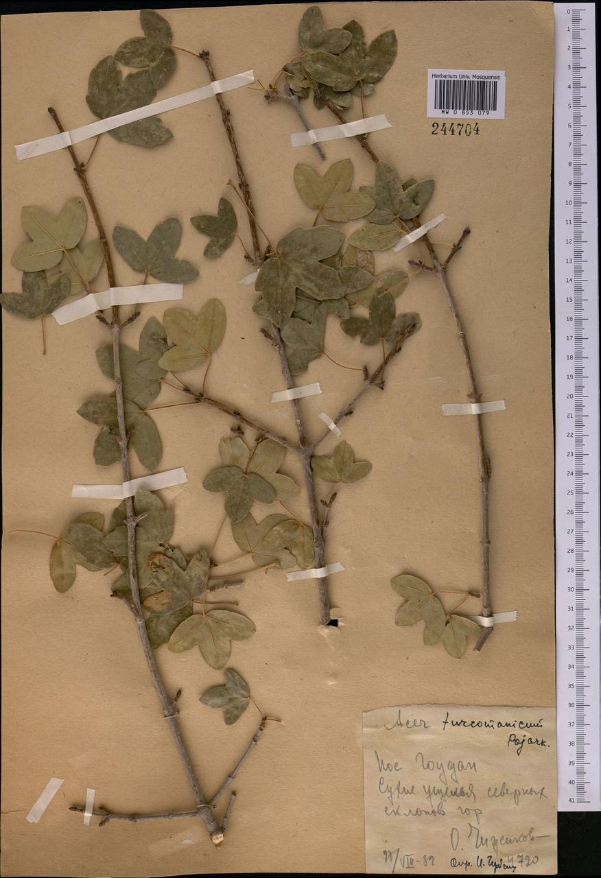 Acer monspessulanum subsp. turcomanicum (Pojark. ex Czerniak.) Rech.fil., Middle Asia, Kopet Dag, Badkhyz, Small & Great Balkhan (M1) (Turkmenistan)