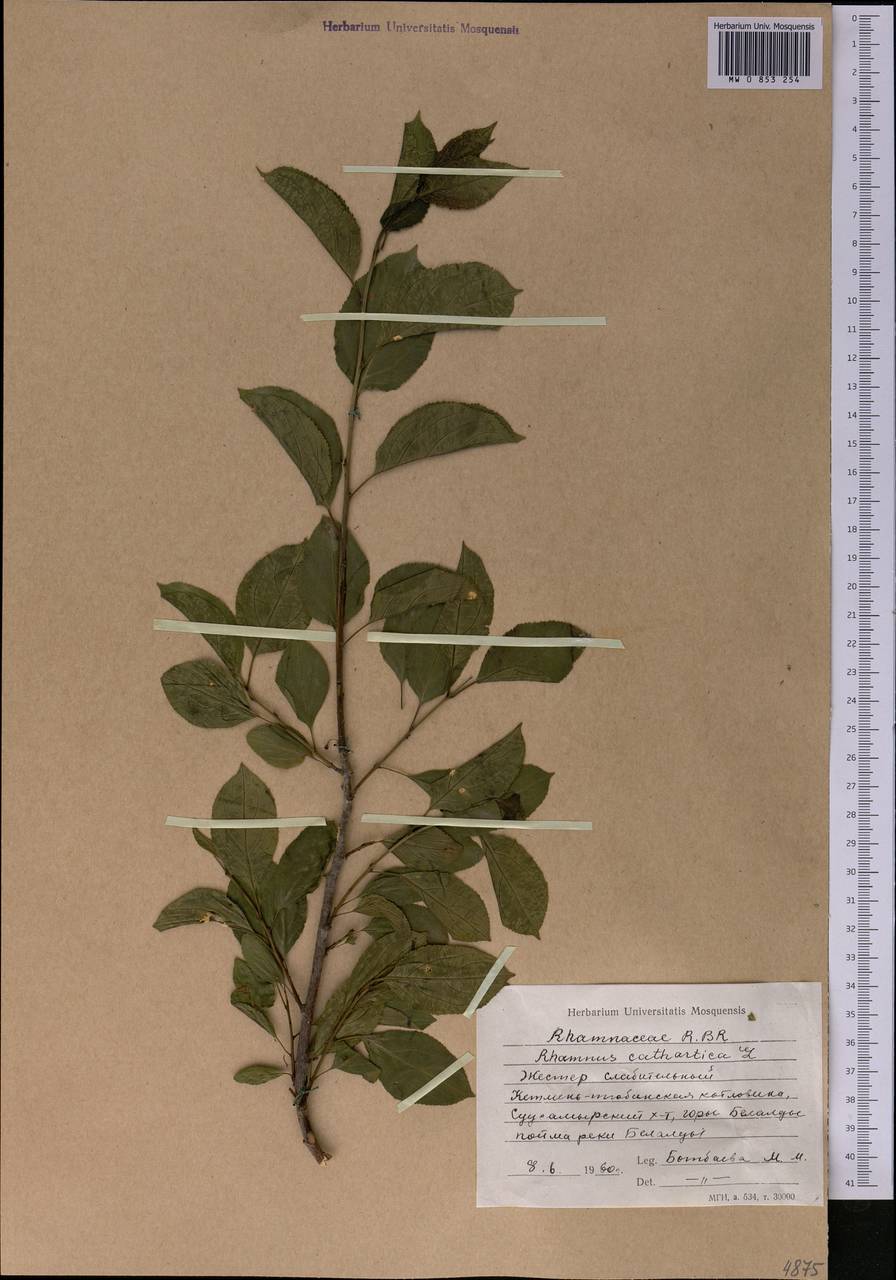 Rhamnus cathartica L., Middle Asia, Northern & Central Tian Shan (M4) (Kyrgyzstan)