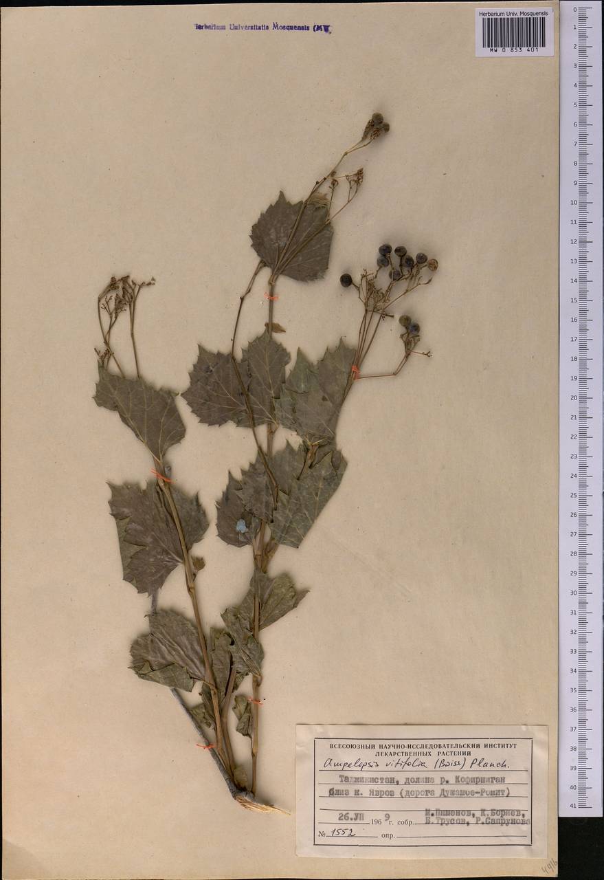 Ampelopsis vitifolia subsp. vitifolia, Middle Asia, Pamir & Pamiro-Alai (M2) (Kyrgyzstan)