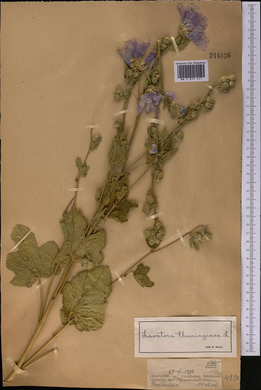 Malva thuringiaca subsp. thuringiaca, Middle Asia, Dzungarian Alatau & Tarbagatai (M5) (Kazakhstan)