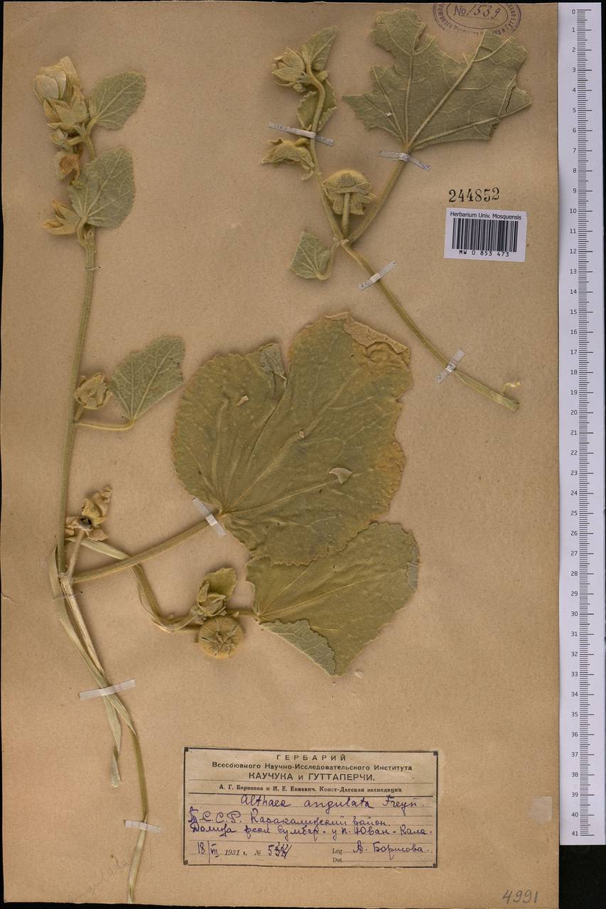 Alcea angulata (Freyn & Sint.) Freyn & Sint. ex Iljin, Middle Asia, Kopet Dag, Badkhyz, Small & Great Balkhan (M1) (Turkmenistan)