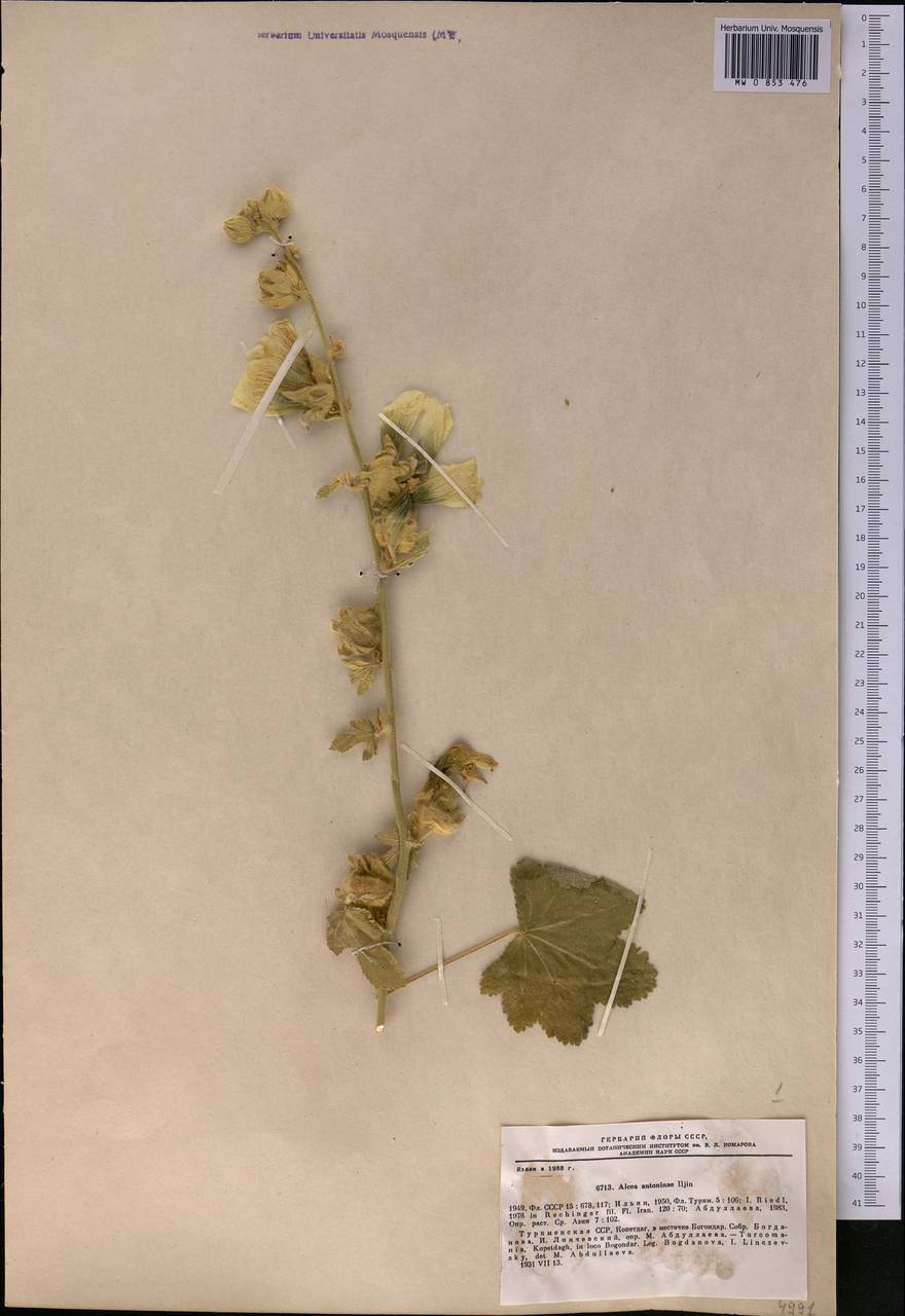 Alcea antoninae Iljin, Middle Asia, Kopet Dag, Badkhyz, Small & Great Balkhan (M1) (Turkmenistan)