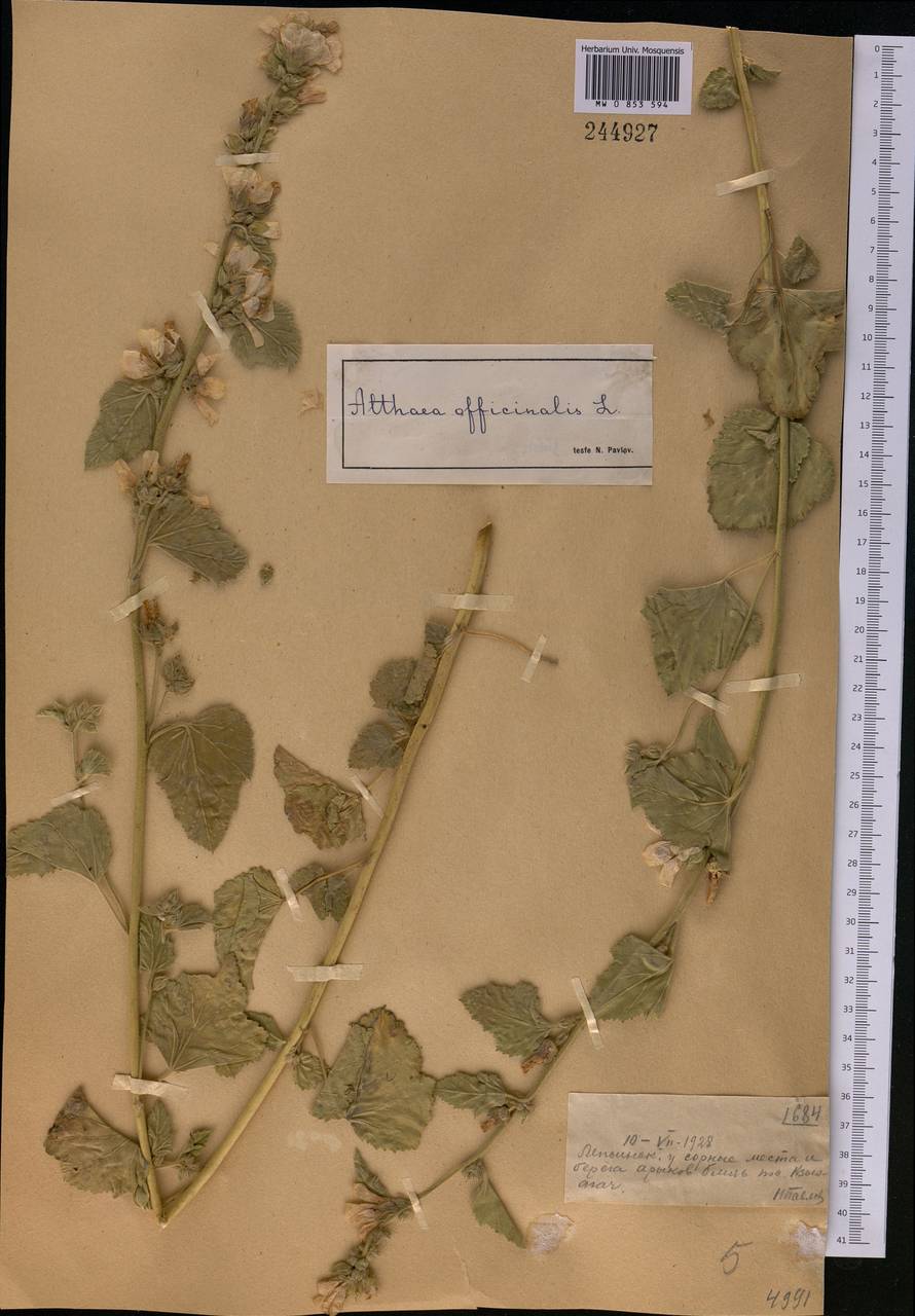 Althaea officinalis L., Middle Asia, Dzungarian Alatau & Tarbagatai (M5) (Kazakhstan)
