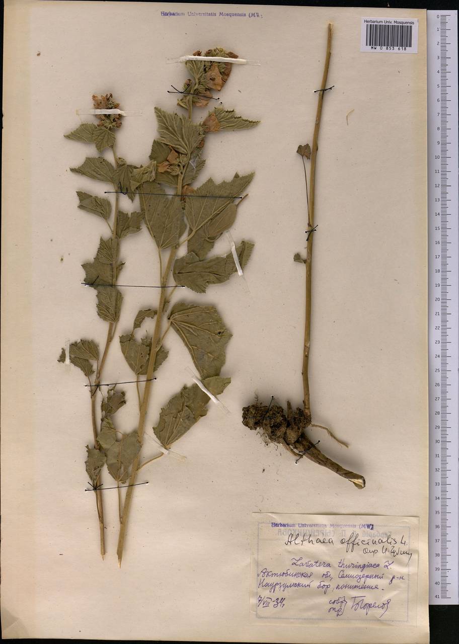 Althaea officinalis L., Middle Asia, Northern & Central Kazakhstan (M10) (Kazakhstan)
