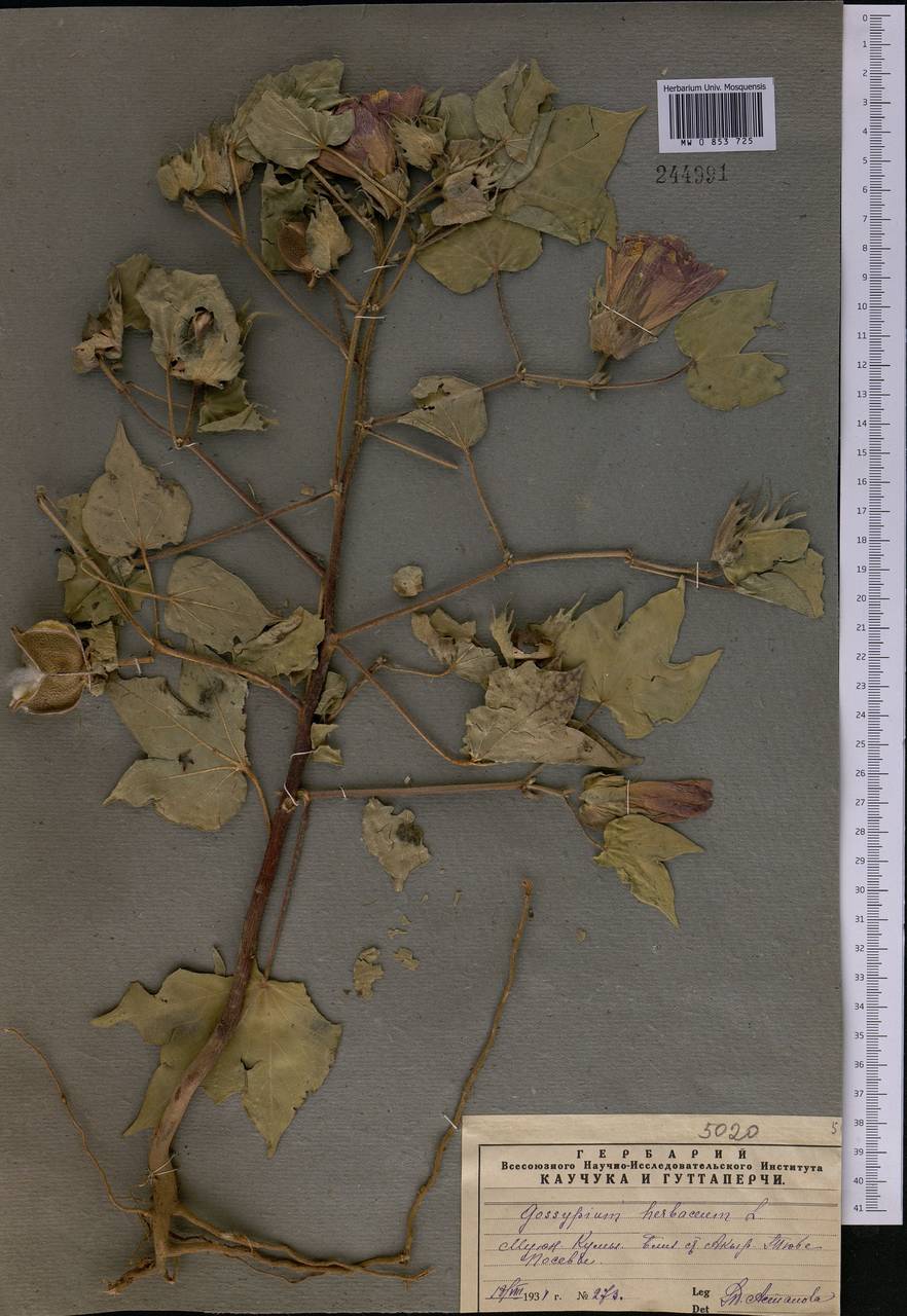 Gossypium herbaceum, Middle Asia, Muyunkumy, Balkhash & Betpak-Dala (M9) (Kazakhstan)