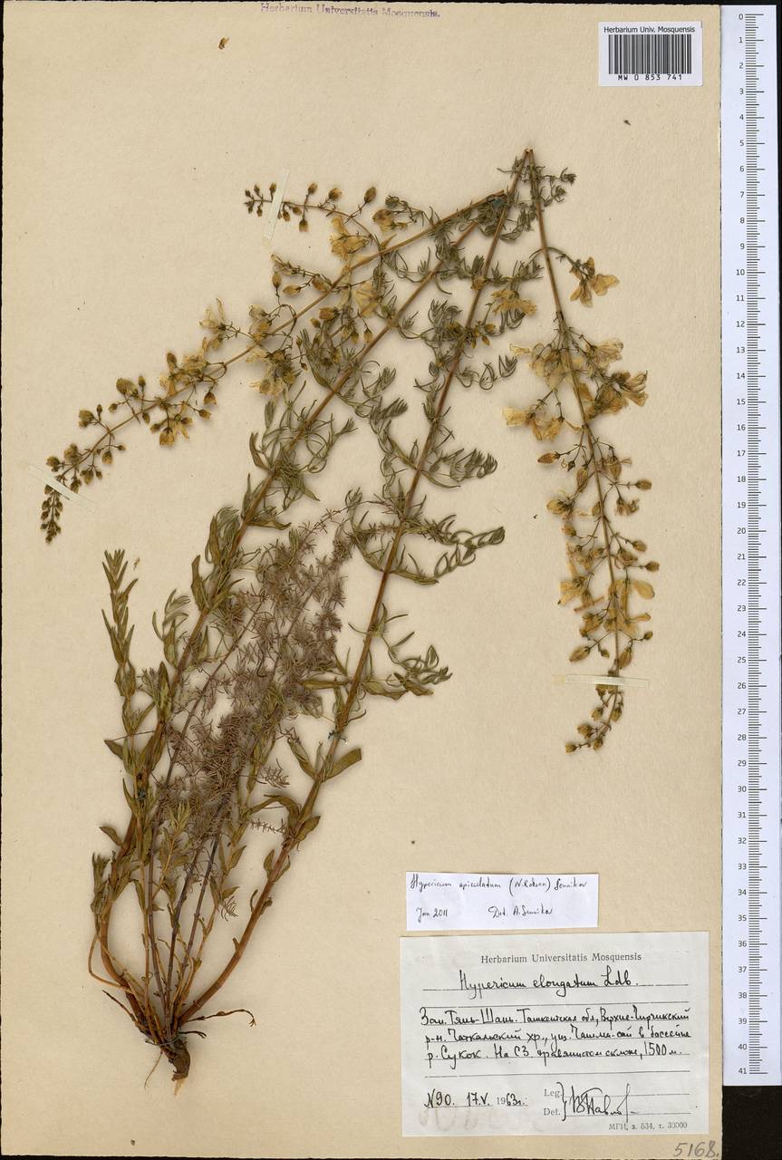 Hypericum apiculatum (N.Robson) Sennikov, Middle Asia, Western Tian Shan & Karatau (M3) (Uzbekistan)