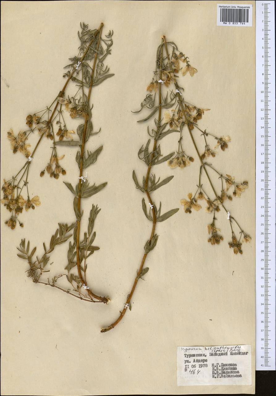 Hypericum helianthemoides (Spach) Boiss., Middle Asia, Kopet Dag, Badkhyz, Small & Great Balkhan (M1) (Turkmenistan)