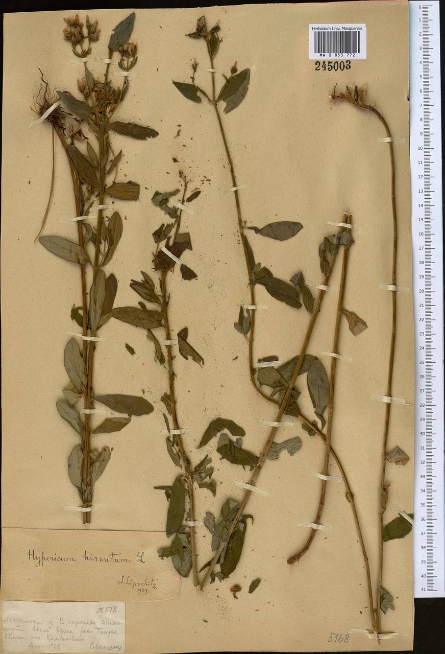 Hypericum hirsutum L., Middle Asia, Dzungarian Alatau & Tarbagatai (M5) (Kazakhstan)