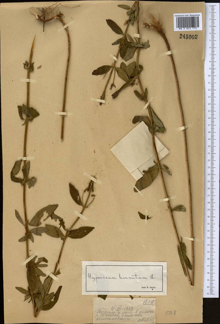 Hypericum hirsutum L., Middle Asia, Dzungarian Alatau & Tarbagatai (M5) (Kazakhstan)