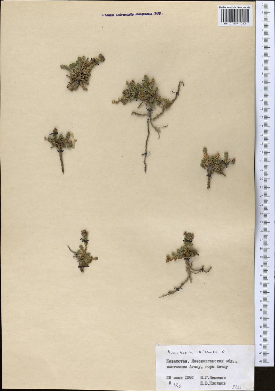 Frankenia hirsuta L., Middle Asia, Muyunkumy, Balkhash & Betpak-Dala (M9) (Kazakhstan)