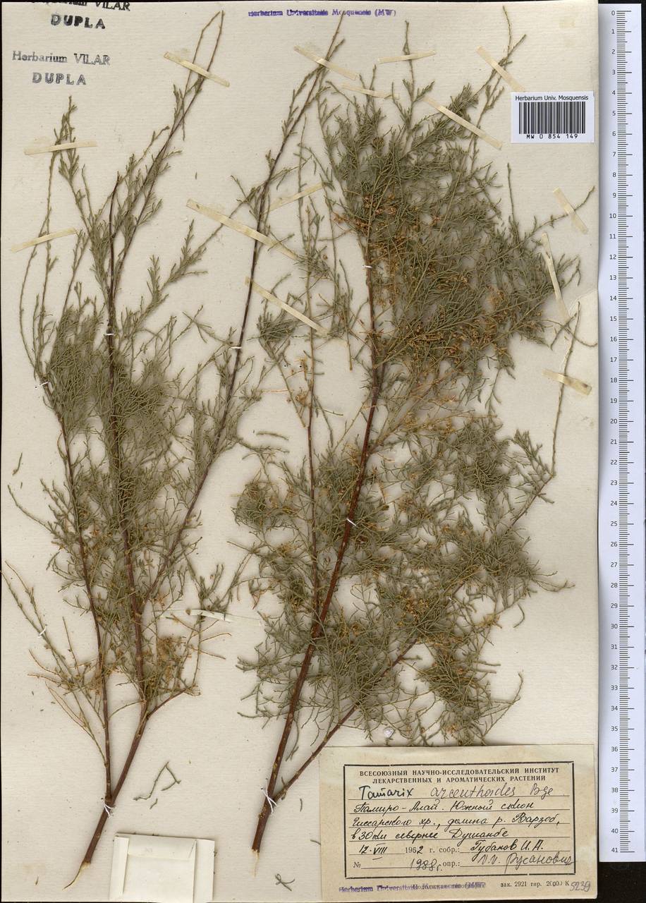 Tamarix arceuthoides Bunge, Middle Asia, Pamir & Pamiro-Alai (M2) (Tajikistan)