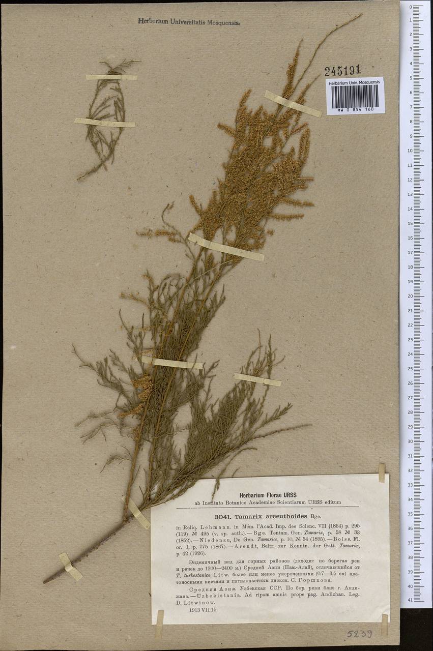 Tamarix arceuthoides Bunge, Middle Asia, Syr-Darian deserts & Kyzylkum (M7) (Uzbekistan)