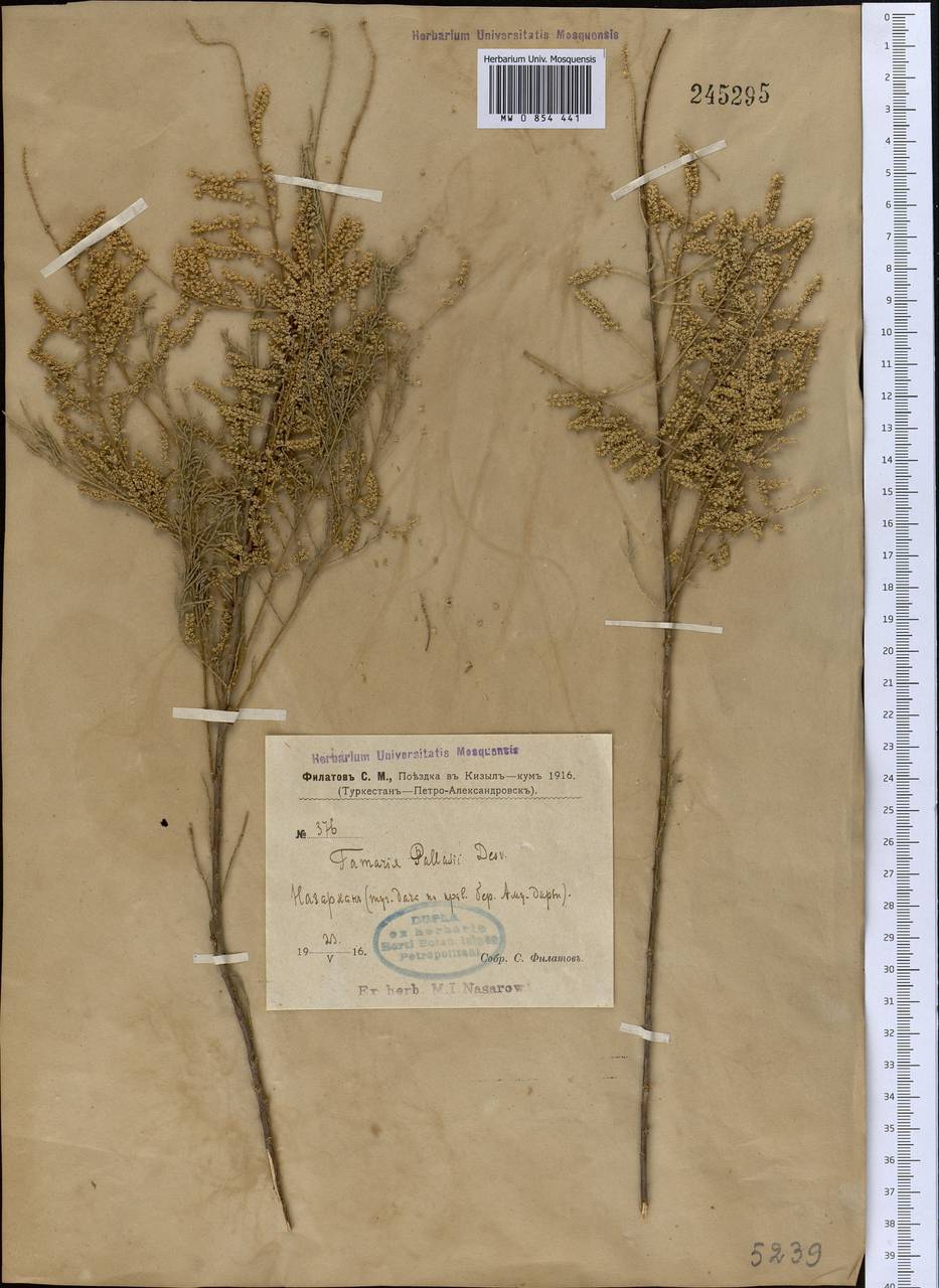 Tamarix ramosissima Ledeb., Middle Asia, Syr-Darian deserts & Kyzylkum (M7)