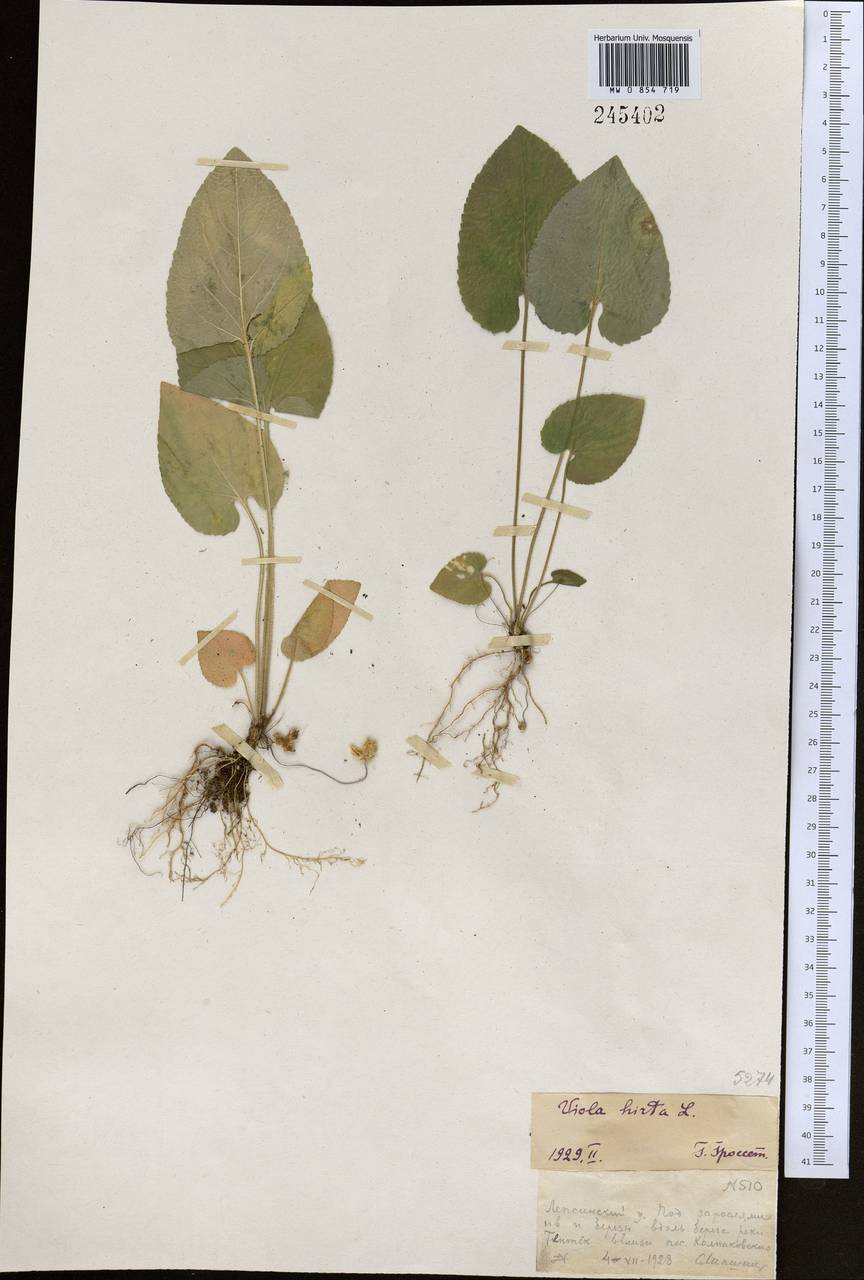 Viola hirta L., Middle Asia, Dzungarian Alatau & Tarbagatai (M5) (Kazakhstan)