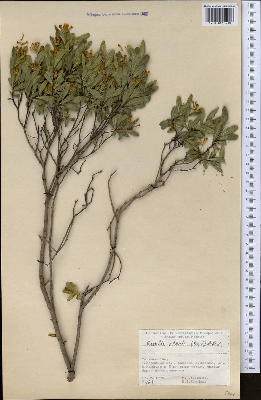 Wikstroemia alberti (Regel) Mottet, Middle Asia, Pamir & Pamiro-Alai (M2) (Tajikistan)