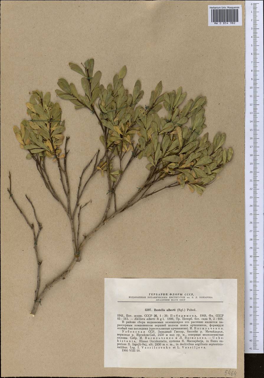 Wikstroemia alberti (Regel) Mottet, Middle Asia, Pamir & Pamiro-Alai (M2) (Uzbekistan)