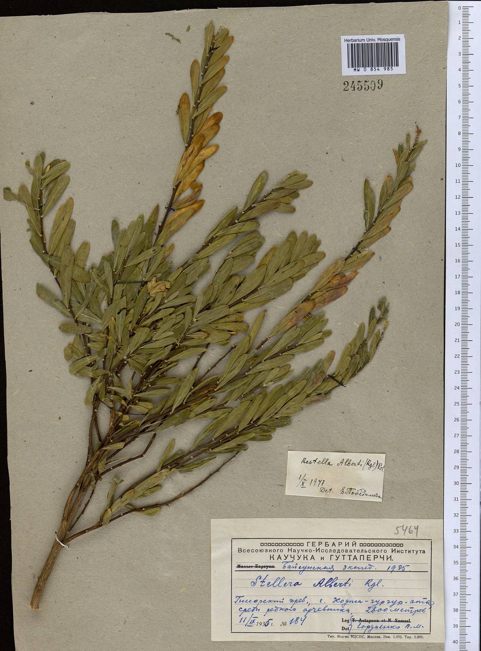 Wikstroemia alberti (Regel) Mottet, Middle Asia, Pamir & Pamiro-Alai (M2) (Uzbekistan)