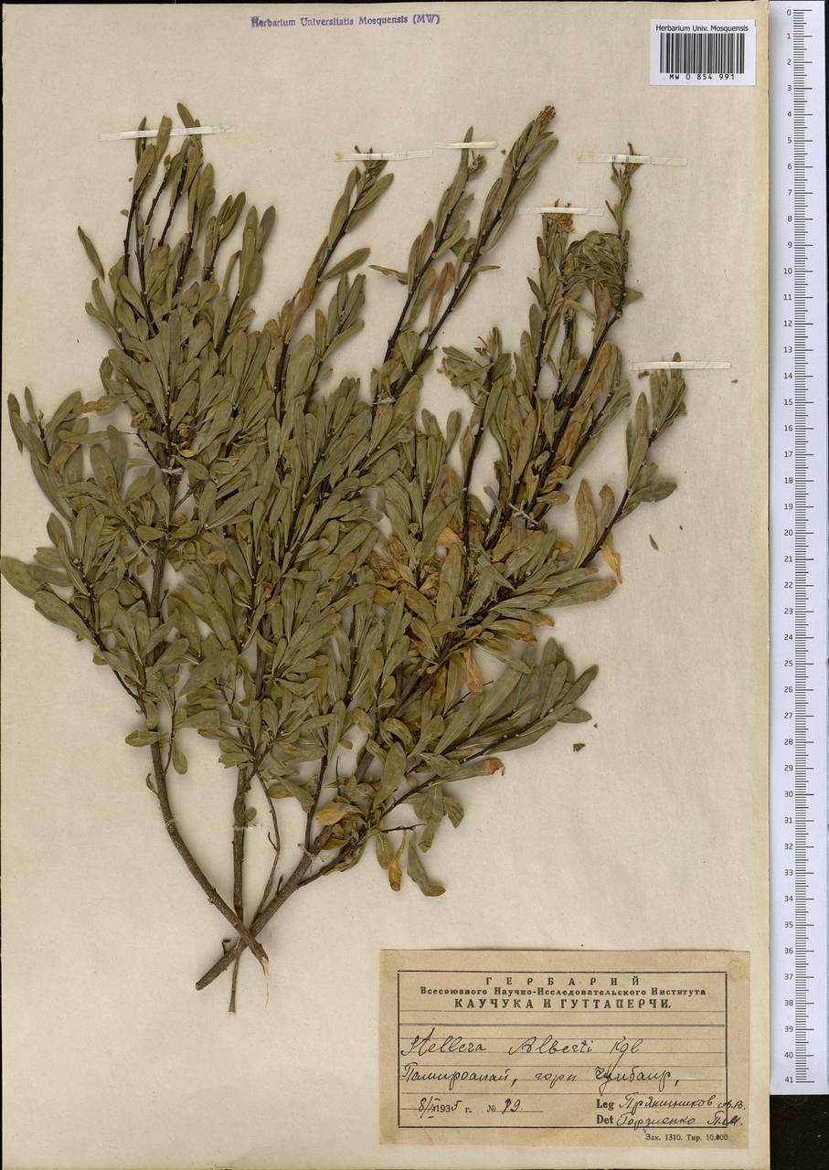 Wikstroemia alberti (Regel) Mottet, Middle Asia, Pamir & Pamiro-Alai (M2) (Uzbekistan)