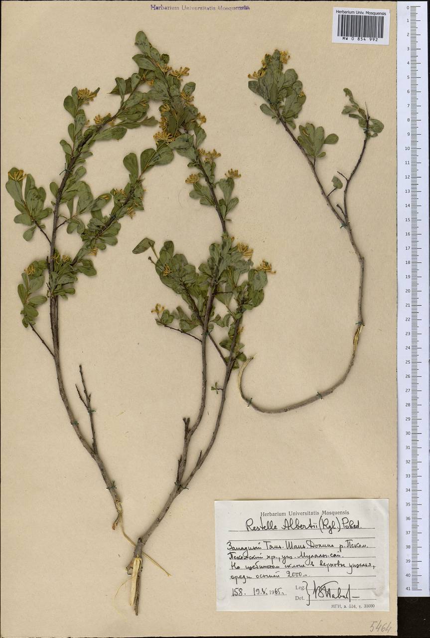 Wikstroemia alberti (Regel) Mottet, Middle Asia, Western Tian Shan & Karatau (M3) (Uzbekistan)