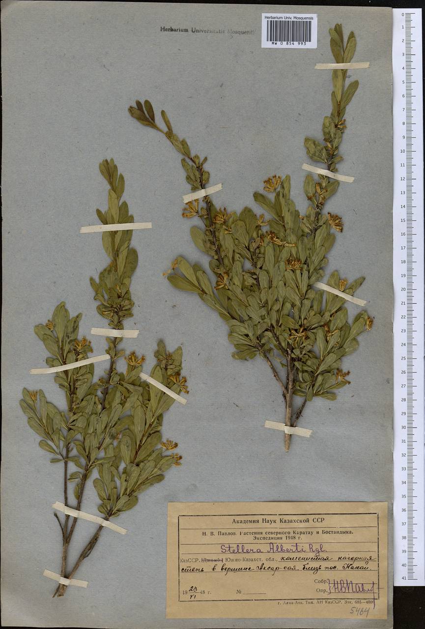 Wikstroemia alberti (Regel) Mottet, Middle Asia, Western Tian Shan & Karatau (M3) (Uzbekistan)