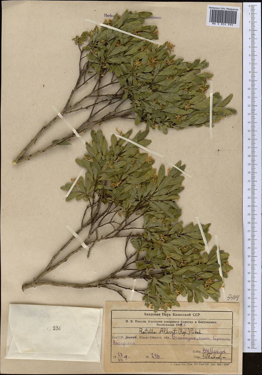 Wikstroemia alberti (Regel) Mottet, Middle Asia, Western Tian Shan & Karatau (M3) (Uzbekistan)